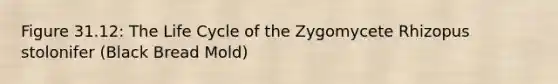 Figure 31.12: The Life Cycle of the Zygomycete Rhizopus stolonifer (Black Bread Mold)