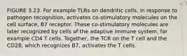 FIGURE 3.23. For example TLRs on dendritic cells, in response to pathogen recognition, activates co-stimulatory molecules on the cell surface, B7 receptor. These co-stimulatory molecules are later recognized by cells of the adaptive immune system, for example CD4 T cells. Together, the TCR on the T cell and the CD28, which recognizes B7, activates the T cells.