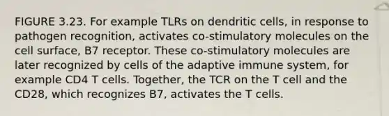 FIGURE 3.23. For example TLRs on dendritic cells, in response to pathogen recognition, activates co-stimulatory molecules on the cell surface, B7 receptor. These co-stimulatory molecules are later recognized by cells of the adaptive immune system, for example CD4 T cells. Together, the TCR on the T cell and the CD28, which recognizes B7, activates the T cells.