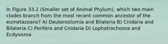 In Figure 33.2 (Smaller set of Animal Phylum), which two main clades branch from the most recent common ancestor of the eumetazoans? A) Deuterostomia and Bilateria B) Cnidaria and Bilateria C) Porifera and Cnidaria D) Lophotrochozoa and Ecdysozoa