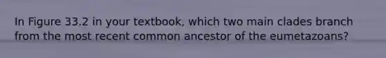 In Figure 33.2 in your textbook, which two main clades branch from the most recent common ancestor of the eumetazoans?