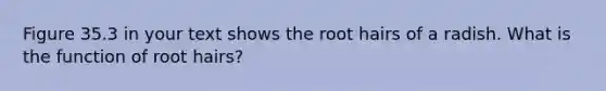 Figure 35.3 in your text shows the root hairs of a radish. What is the function of root hairs?