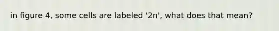 in figure 4, some cells are labeled '2n', what does that mean?