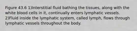 Figure 43.6 1)Interstitial fluid bathing the tissues, along with the white blood cells in it, continually enters lymphatic vessels. 2)Fluid inside the lymphatic system, called lymph, flows through lymphatic vessels throughout the body.