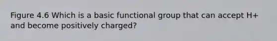 Figure 4.6 Which is a basic functional group that can accept H+ and become positively charged?