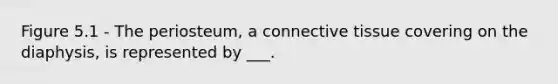 Figure 5.1 - The periosteum, a connective tissue covering on the diaphysis, is represented by ___.