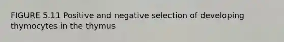 FIGURE 5.11 Positive and negative selection of developing thymocytes in the thymus