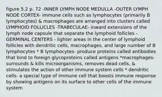 figure 5.2 p. 72 -INNER LYMPH NODE MEDULLA -OUTER LYMPH NODE CORTEX- immune cells such as lymphocytes (primarily B lymphocytes) & macrophages are arranged into clusters called LYMPHOID FOLLICLES -TRABECULAE- inward extensions of the lymph node capsule that separate the lymphoid follicles -GERMINAL CENTERS - lighter areas in the center of lymphoid follicles with dendritic cells, macrophages, and large number of B lymphocytes * B lymphocytes- produce proteins called antibodies that bind to foreign glycoproteins called antigens *macrophages- surrounds & kills microorganisms, removes dead cells, & stimulates the action of other immune system cells * dendritic cells- a special type of immune cell that boosts immune response by showing antigens on its surface to other cells of the immune system