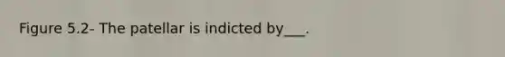 Figure 5.2- The patellar is indicted by___.