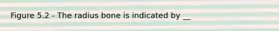 Figure 5.2 - The radius bone is indicated by __