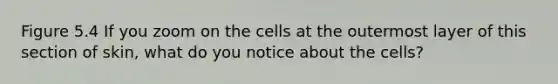 Figure 5.4 If you zoom on the cells at the outermost layer of this section of skin, what do you notice about the cells?