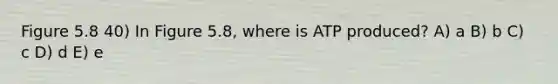 Figure 5.8 40) In Figure 5.8, where is ATP produced? A) a B) b C) c D) d E) e