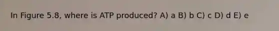 In Figure 5.8, where is ATP produced? A) a B) b C) c D) d E) e