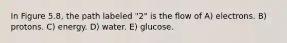 In Figure 5.8, the path labeled "2" is the flow of A) electrons. B) protons. C) energy. D) water. E) glucose.