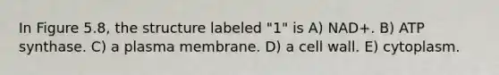 In Figure 5.8, the structure labeled "1" is A) NAD+. B) ATP synthase. C) a plasma membrane. D) a cell wall. E) cytoplasm.