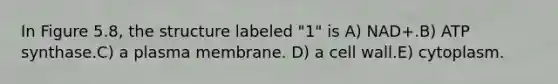 In Figure 5.8, the structure labeled "1" is A) NAD+.B) ATP synthase.C) a plasma membrane. D) a cell wall.E) cytoplasm.