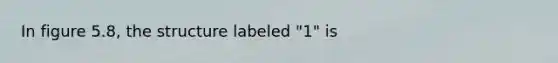 In figure 5.8, the structure labeled "1" is