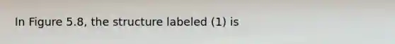 In Figure 5.8, the structure labeled (1) is