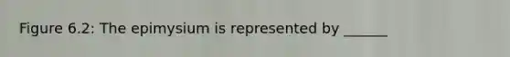 Figure 6.2: The epimysium is represented by ______