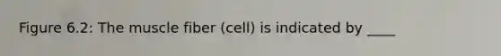 Figure 6.2: The muscle fiber (cell) is indicated by ____