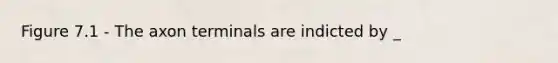 Figure 7.1 - The axon terminals are indicted by _