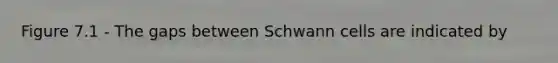 Figure 7.1 - The gaps between Schwann cells are indicated by