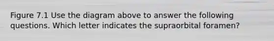 Figure 7.1 Use the diagram above to answer the following questions. Which letter indicates the supraorbital foramen?