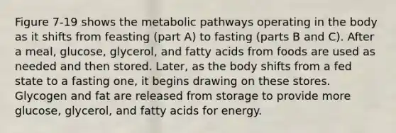 Figure 7-19 shows the metabolic pathways operating in the body as it shifts from feasting (part A) to fasting (parts B and C). After a meal, glucose, glycerol, and fatty acids from foods are used as needed and then stored. Later, as the body shifts from a fed state to a fasting one, it begins drawing on these stores. Glycogen and fat are released from storage to provide more glucose, glycerol, and fatty acids for energy.