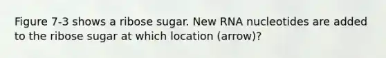 Figure 7-3 shows a ribose sugar. New RNA nucleotides are added to the ribose sugar at which location (arrow)?