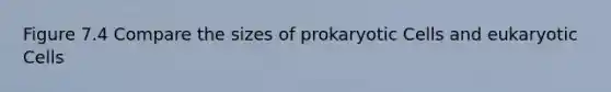 Figure 7.4 Compare the sizes of prokaryotic Cells and eukaryotic Cells