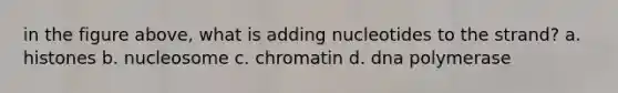 in the figure above, what is adding nucleotides to the strand? a. histones b. nucleosome c. chromatin d. dna polymerase