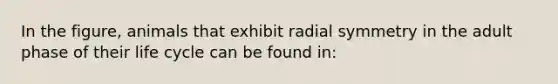 In the figure, animals that exhibit radial symmetry in the adult phase of their life cycle can be found in: