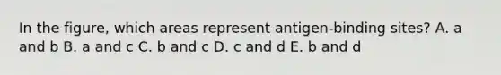 In the figure, which areas represent antigen-binding sites? A. a and b B. a and c C. b and c D. c and d E. b and d