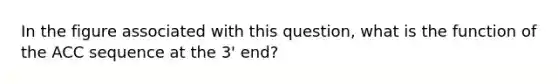 In the figure associated with this question, what is the function of the ACC sequence at the 3' end?