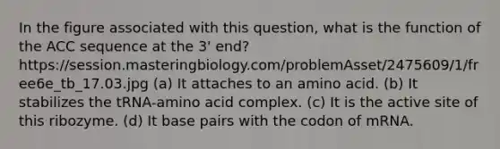 In the figure associated with this question, what is the function of the ACC sequence at the 3' end? https://session.masteringbiology.com/problemAsset/2475609/1/free6e_tb_17.03.jpg (a) It attaches to an amino acid. (b) It stabilizes the tRNA-amino acid complex. (c) It is the active site of this ribozyme. (d) It base pairs with the codon of mRNA.