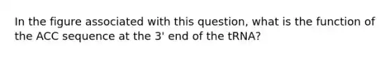 In the figure associated with this question, what is the function of the ACC sequence at the 3' end of the tRNA?