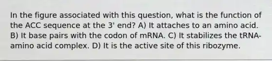 In the figure associated with this question, what is the function of the ACC sequence at the 3' end? A) It attaches to an amino acid. B) It base pairs with the codon of mRNA. C) It stabilizes the tRNA-amino acid complex. D) It is the active site of this ribozyme.