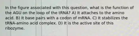 In the figure associated with this question, what is the function of the AGU on the loop of the tRNA? A) It attaches to the amino acid. B) It base pairs with a codon of mRNA. C) It stabilizes the tRNA-amino acid complex. D) It is the active site of this ribozyme.