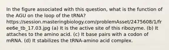 In the figure associated with this question, what is the function of the AGU on the loop of the tRNA? https://session.masteringbiology.com/problemAsset/2475608/1/free6e_tb_17.03.jpg (a) It is the active site of this ribozyme. (b) It attaches to the amino acid. (c) It base pairs with a codon of mRNA. (d) It stabilizes the tRNA-amino acid complex.