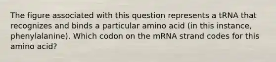 The figure associated with this question represents a tRNA that recognizes and binds a particular amino acid (in this instance, phenylalanine). Which codon on the mRNA strand codes for this amino acid?