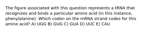 The figure associated with this question represents a tRNA that recognizes and binds a particular amino acid (in this instance, phenylalanine). Which codon on the mRNA strand codes for this amino acid? A) UGG B) GUG C) GUA D) UUC E) CAU