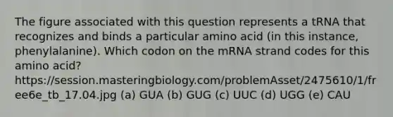 The figure associated with this question represents a tRNA that recognizes and binds a particular amino acid (in this instance, phenylalanine). Which codon on the mRNA strand codes for this amino acid? https://session.masteringbiology.com/problemAsset/2475610/1/free6e_tb_17.04.jpg (a) GUA (b) GUG (c) UUC (d) UGG (e) CAU