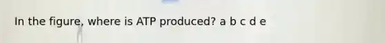 In the figure, where is ATP produced? a b c d e