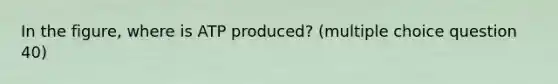 In the figure, where is ATP produced? (multiple choice question 40)