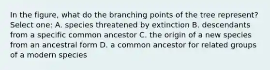 In the figure, what do the branching points of the tree represent? Select one: A. species threatened by extinction B. descendants from a specific common ancestor C. the origin of a new species from an ancestral form D. a common ancestor for related groups of a modern species