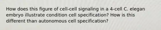 How does this figure of cell-cell signaling in a 4-cell C. elegan embryo illustrate condition cell specification? How is this different than autonomous cell specification?