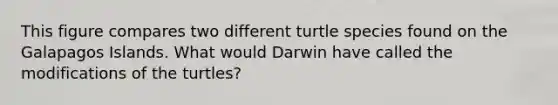 This figure compares two different turtle species found on the Galapagos Islands. What would Darwin have called the modifications of the turtles?