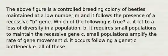 The above figure is a controlled breeding colony of beetles maintained at a low number,m and it follows the presence of a recessive "b" gene. Which of the following is true? a. it let to a loss of diversity in a population. b. it requires small populations to maintain the recessive gene c. small populations amplify the rate of gene movement d. it occurs following a genetic bottleneck e. all of these