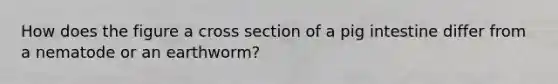 How does the figure a cross section of a pig intestine differ from a nematode or an earthworm?