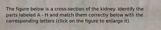 The figure below is a cross-section of the kidney. Identify the parts labeled A - H and match them correctly below with the corresponding letters (click on the figure to enlarge it).